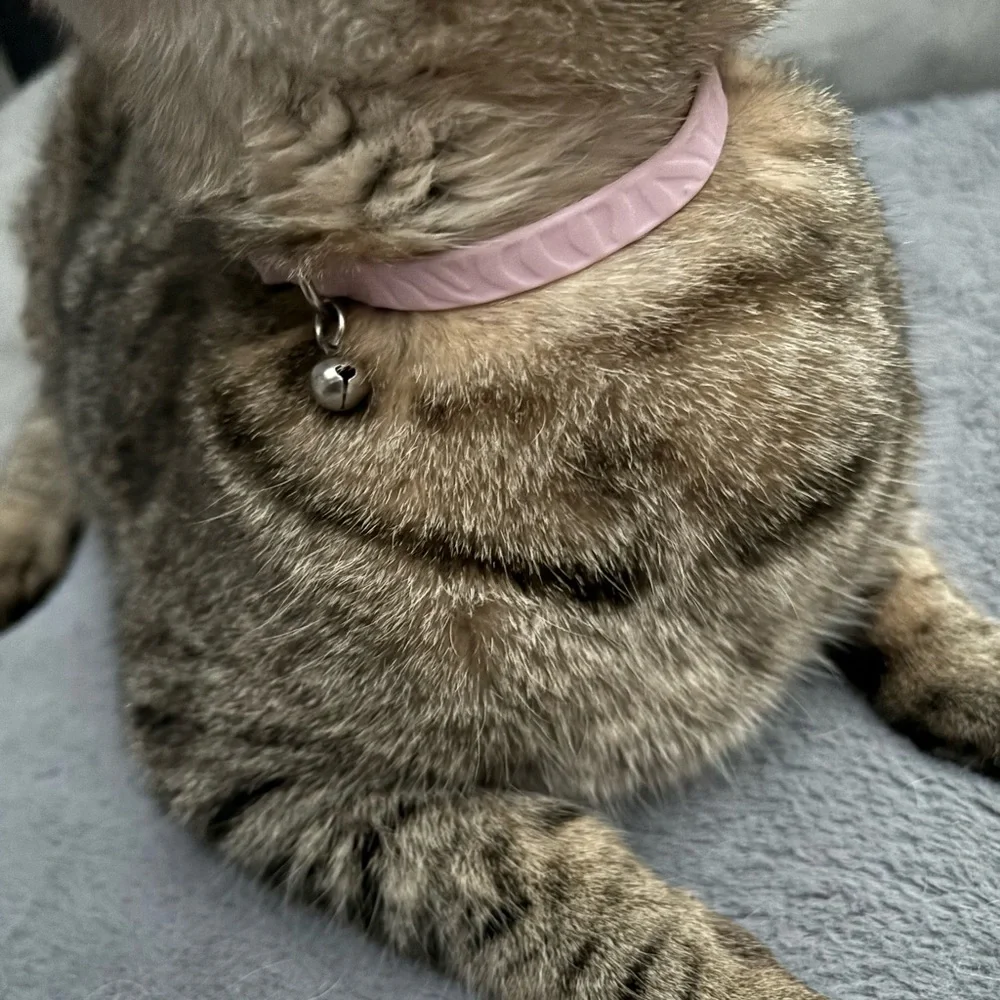 Whisker City Easy release Silicone cat collar with bell